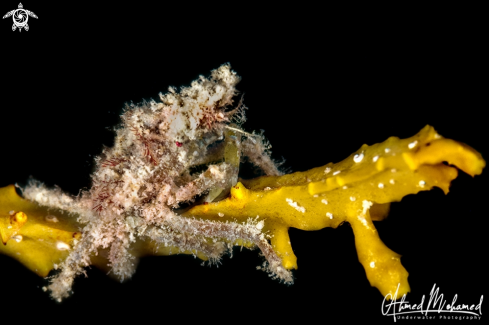 A Decorator Crab 