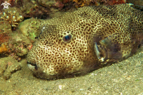 A reef fish