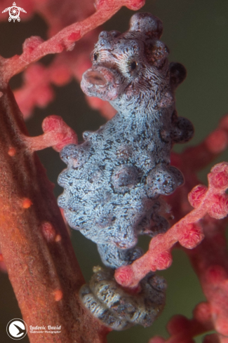 A Pygmy Seahorse