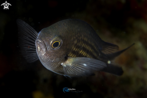 A Chromis chromis