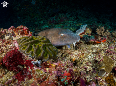 A Chiloscyllium punctatum | Brownbanded Bamboo Shark