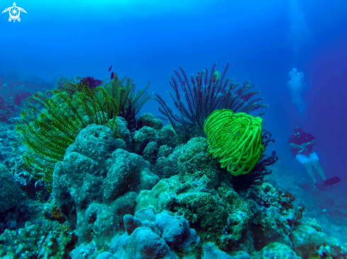 A crinoids