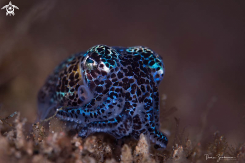 A Bobtail Squid 