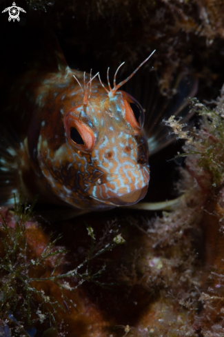 A Blenny