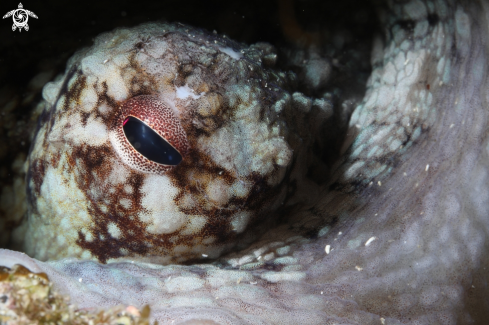 A Common octopus