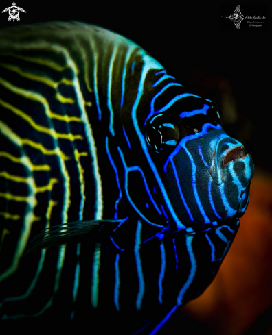 A Pomacanthus imperator (Bloch, 1787) | Emperor Angelfish Juvenil