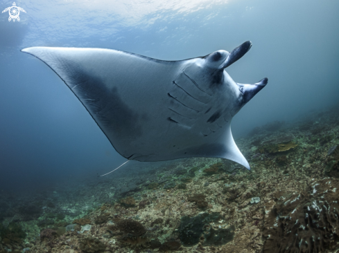 A Mobula alfredi | Manta Ray