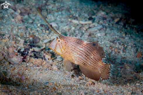 A Iniistius pavo | Peacock wrasse