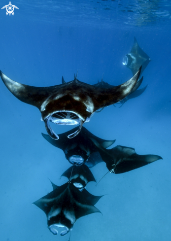 A Manta birostris | Manta birostris