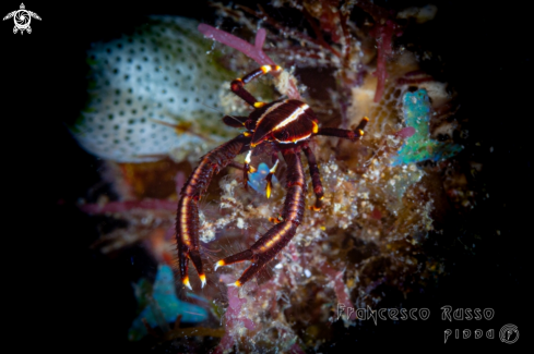 A Feather star squat lobster