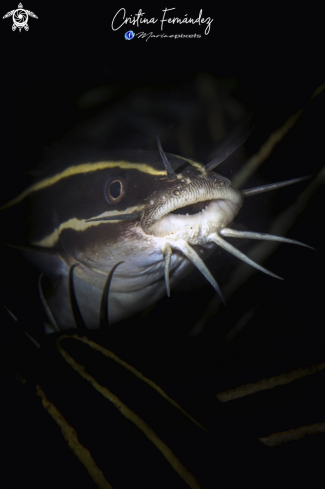 A Striped catfish