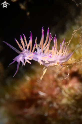 A Flabellina affinis | Flabellina affinis nudibranch