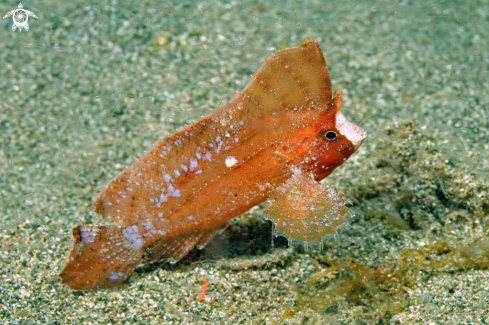 A Cockatoo Waspfish