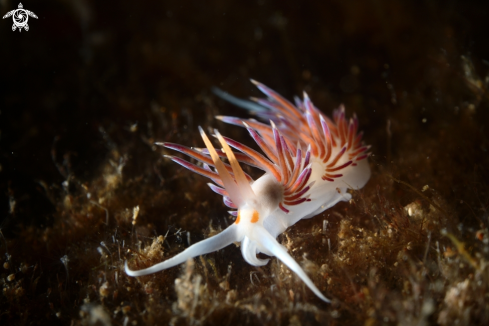 A Cratena peregrina nudibranch