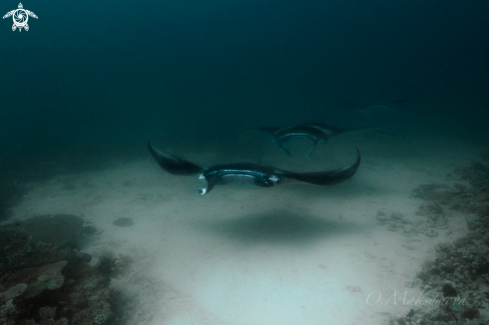 A Manta rays, passing near cleaning station in the Sulwaesi sea