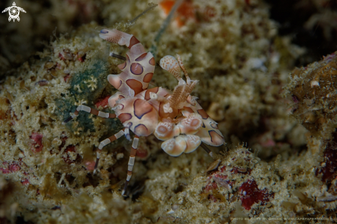 A Hymoncera elegans | Harlekin shrimp