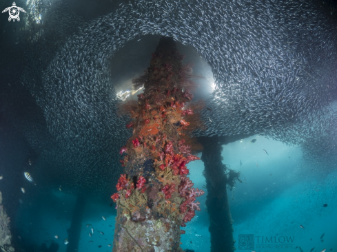 A Soft corals and fishes