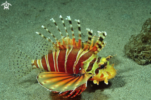 A lion fish