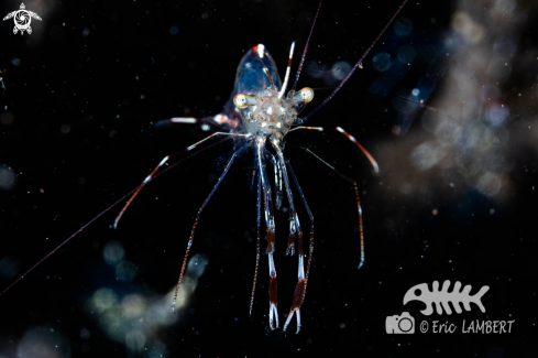 A Clear Cleaner Shrimp