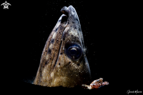 A Ophichthus altipennis | Highfin snake eel 