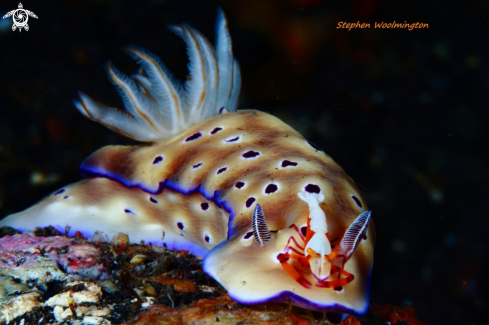 A Nudi