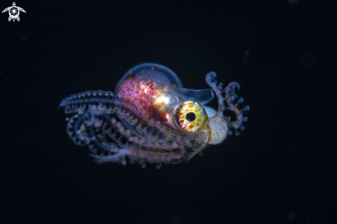 A Paper nautilus