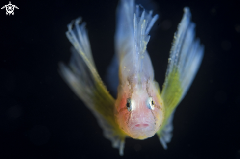 A Snyderina yamanokami. | Juvenile waspfish