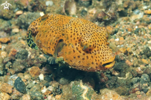 A reef fish