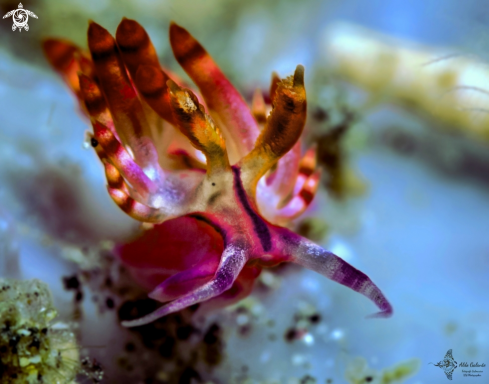 A Coryphellina rubrolineata O'Donoghue, 1929 | Nudibranch - Sea Slug