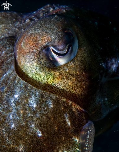 A Cuttlefish