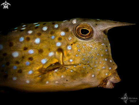 A Lactoria cornuta (Linnaeus, 1758) | Longhorn Cowfish