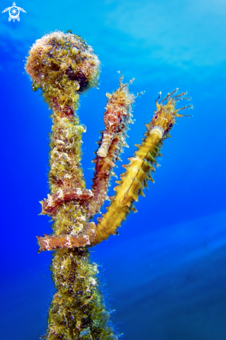 A seahorse