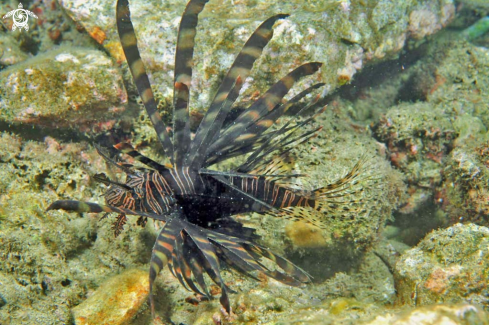 A lion fish