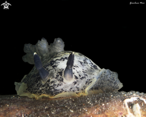 A Dendrodoris limbata | Limbata