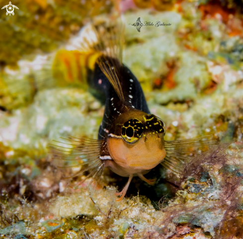 A Ecsenius pictus (McKinney & Springer, 1976) | Blenny