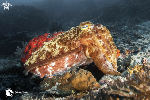 A Broadclub Cuttlefish