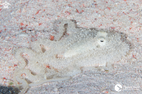 A Abdopus sp. | Long Arm Octopus