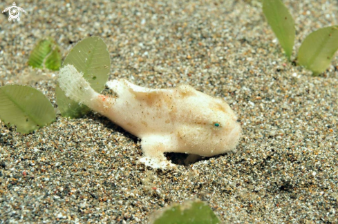 A frogfish