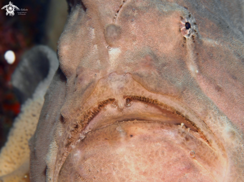 A Antennarius commerson (Lacepède, 1798) | Giant Frogfish