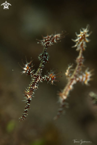 A Ghostpipefish 