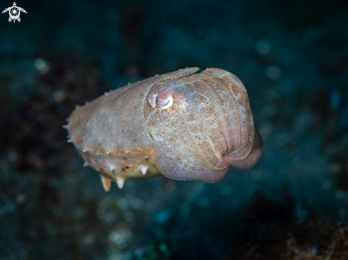 A Sepia latimanus | Reef Cuttlefish