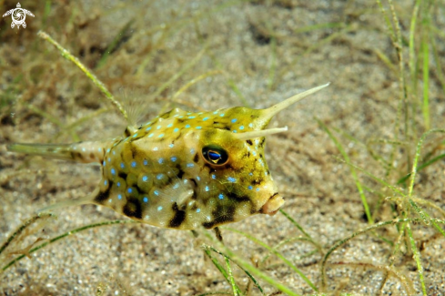 A Longhorn_cowfish