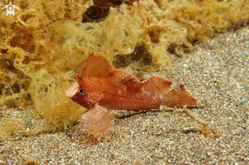 A Cockatoo Waspfish