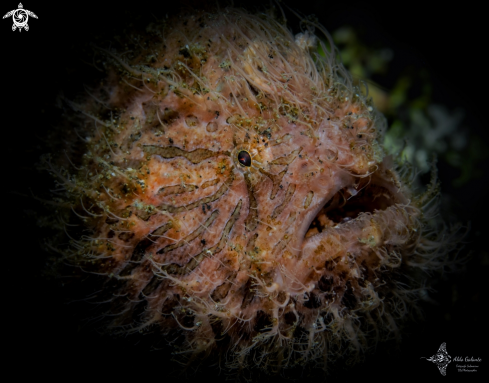 A Antennarius striatus (G. Shaw, 1794) | Hairy Frogfish