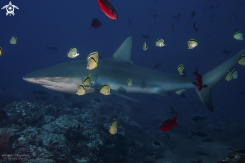 A Galapagos Shark