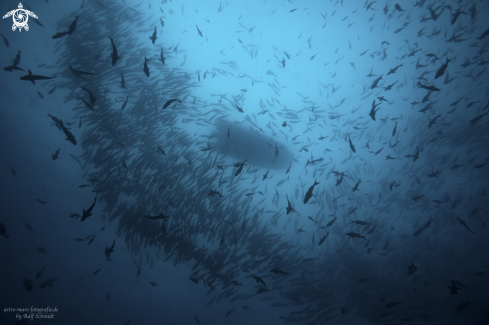 A Cocos Island