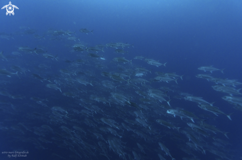 A Cocos Island