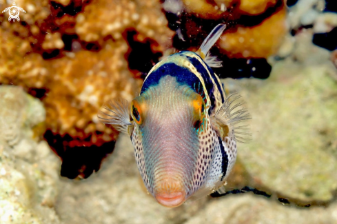 A toby puffer fish