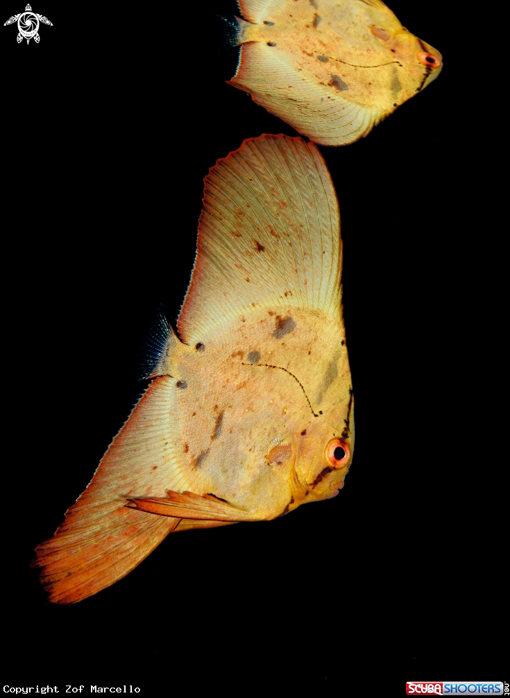 A Bat Fish