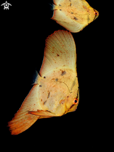 A Bat Fish